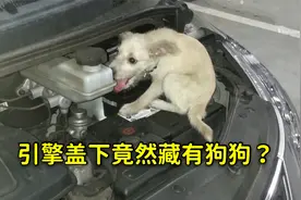 汽车引擎盖下藏狗狗？到底是人为还是意外？它能否健康地活下去？视频封面