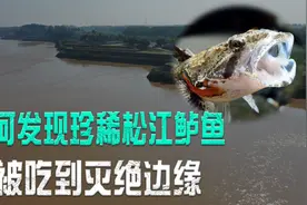 松江鲈鱼竟现身黄河，乾隆钦定国菜，曾被吃到灭绝边缘视频封面