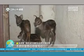 南京：捡回“小鹿”报警求助，村民：不犯法的话就养着！视频封面