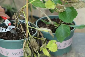 大丽花受冻，枝条枯萎？做好2动作，保证新芽很快蹭蹭冒！视频封面