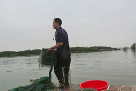 小池在港湾收网抓很多抱卵的毛蟹，一只能产几万只蟹苗，赶紧放生