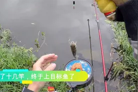 野钓篇：3.9米 6H鱼竿拉瓜子小鲫鱼，真的是没有感觉！环境不错视频封面