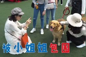 主人带金毛参加活动，被好多小姐姐摸头杀，头都要摸秃了！