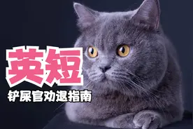 英短跟蓝猫，金渐层是什么关系？跟拉布拉多又是什么关系？