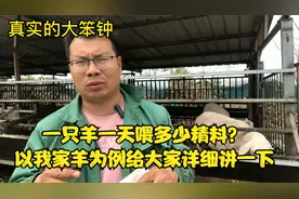 一只羊一天喂多少精料？以我家羊为例给大家详细讲一下视频封面