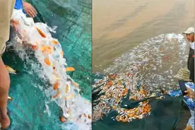 河南郑新黄河桥下，市民自行放生，面包车拉数万条锦鲤倾倒进黄河