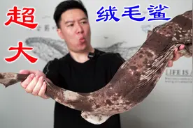 全网首吃超大绒毛鲨，这口感绝了，太解压了视频封面