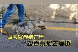 驯养鬣狗第七集：驯养过程惊险视频封面