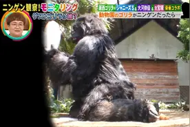 【2021综艺】20211021人间观察 如果动物园里的大猩猩是艺人假扮视频封面