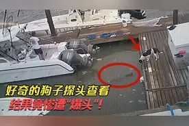 水中惊现神秘"黑影"，好奇的狗子探头查看，结果竟惨遭"爆头"！视频封面