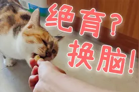 小猫咪绝育切的不是子宫而是脑子吧？视频封面