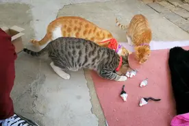 【捡猫】记录第四百二十六天，猫们为之疯狂的小玩具！视频封面