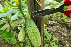 黄瓜种植很简单，这位置剪几刀，一株瓜藤结30个瓜还能减少病虫害视频封面