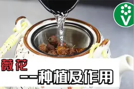 将蔷薇作用到极致？注意这些细微差别，保留其所有好处视频封面