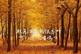 秋天的银杏叶很美，可以直接泡水喝吗？专家说，不能！视频封面