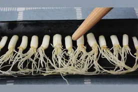 葱根不要扔，今天才知道，原来作用这么厉害，太实用了