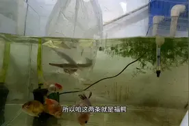 鳄雀鳝不亏为凶猛鱼的代言人，刚放鱼缸就悲剧了，可怜了我的兰寿