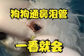 狗狗眼睛流泪，鼻泪管堵塞，宠物医生现场教学通鼻泪管。一看就会视频封面