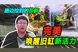 全部枯萎的景观缸不要扔，路边捡来的苔藓做成景，这下赚大了视频封面