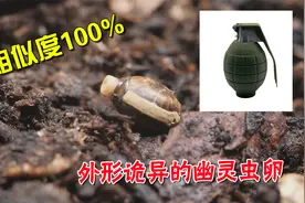 外形怪异的幽灵竹节虫！从卵到若虫成虫，完美拟态的伪装大师！视频封面
