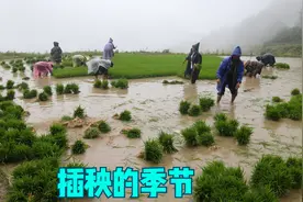 湘西大山又到插秧的季节，老乡冒大雨来帮忙，这种农村氛围，真爽视频封面