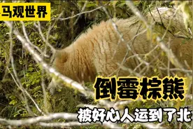 最倒霉棕熊，几次被运到了北极！视频封面