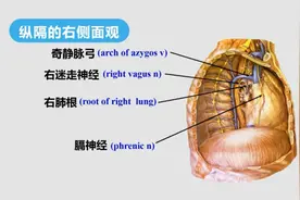 人体解刨学：7.3胸部的解剖—纵隔