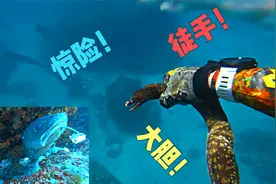 深海潜捕徒手抓鱼，凶猛海鳗一手抓不用箭，胆子真大差点被咬视频封面