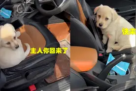 主人开车门，小狗立马懂主人眼色默默走向副驾，全网最懂事狗子！视频封面