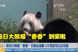 到家啦！旅日大熊猫“香香”已抵达成都，预计1个月后与公众见面视频封面