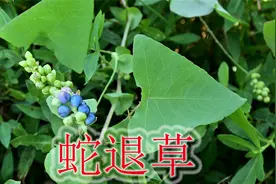 杠板归是可食用的野菜，被称之为解毒草，老人煮水抗氧化好处多视频封面