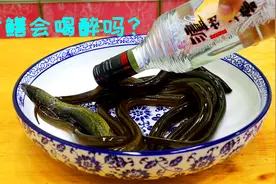 把白酒倒入黄鳝里面，喝着喝着就慢慢醉了，不得不佩服高手在民间视频封面