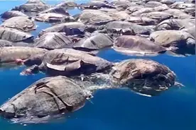 几百只海龟躺在海面晒日光浴，男子好奇走近，看清真相说不出话！视频封面