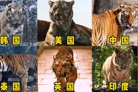六国电影中的老虎，哪个才是丛林之王？中国东北虎太霸气了视频封面