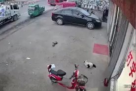 把自己撞死了？猫咪横穿马路乱窜，撞门后再猛撞电瓶车倒地身亡视频封面