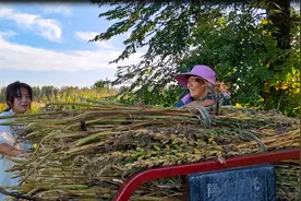 老爸在外打工，女儿回娘家“替父出征”干农活，大家看这干劲咋样视频封面