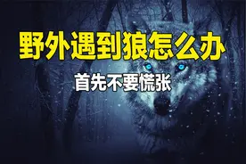如果在野外遇到狼怎么办？该如何自救？