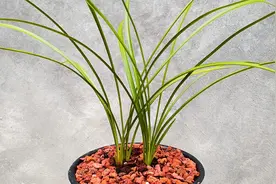 兰花叶片上长黑斑最主要的3个原因以及处理方法？养兰人现场教你视频封面