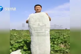 “没见过这么大的”，漯河一菜农种出160斤巨无霸冬瓜视频封面