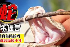蛇根本不怕雄黄？喝热雄黄酒等于喝砒霜？端午节的谣言别再信了！视频封面