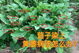 茄子有黄萎病怎么办？无需洒农药，教你一招“土方法”，简单好用