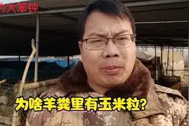 造成羊粪里有玉米粒的原因都有哪些？视频封面