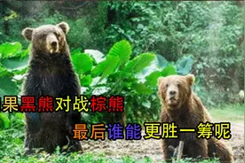 强悍实力的黑熊，如果黑熊对战棕熊，那最后谁能更胜一筹呢？
