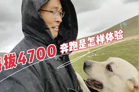 青藏高原上刮风下雨，小伙作死和狗狗奔跑互动，高反喘不过气了视频封面