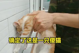 小橘猫娴熟的表演技能，大橘猫傻呵呵的睡大觉，用头撞墙都不抵挡视频封面