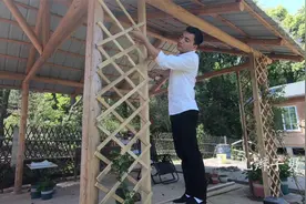 花墙：给爬藤月季做个架子，简单的网格彰显大气