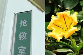 18岁男生搜索偏方治痘，吃曼陀罗种子准备见证奇效，随后住进ICU视频封面