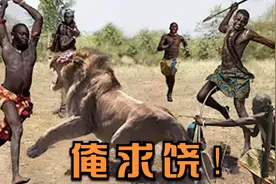 实拍非洲马赛人捕猎，场面太精彩激烈，10几根长矛追赶雄狮！视频封面