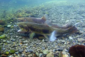 【自然】实拍鲑鱼洄游与产卵，看完就知道为什么鲑鱼产卵后会死去