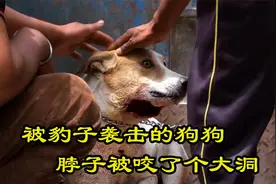 狗狗被豹子袭击，脖子和胸口被咬出大洞，它还能被救活吗？视频封面